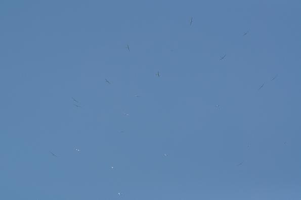 SMP2011-06-28-zdj034-DSC_0545