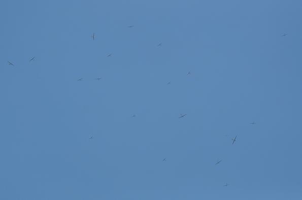 SMP2011-06-28-zdj043-DSC_0858