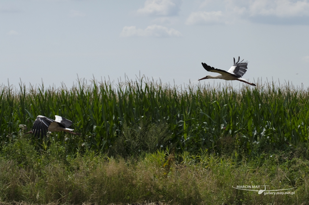 WGC2014-06-08-2014-zdj108-DSC_1212