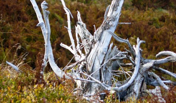 Karkonosze-zdj006-P1020012