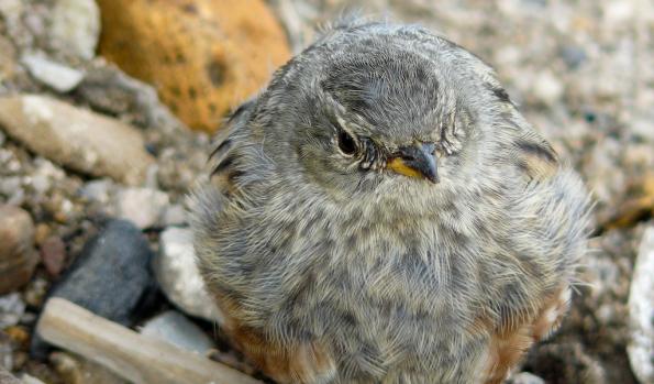 Karkonosze-zdj026-P1020338