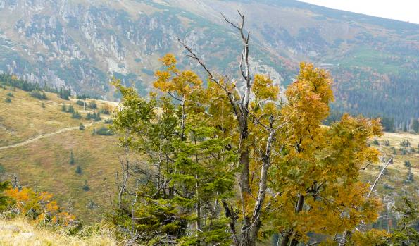 Karkonosze-zdj028-P1020362