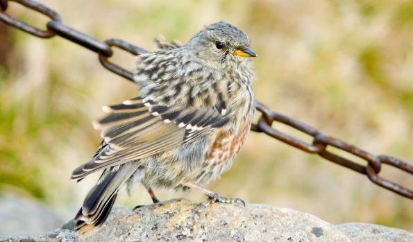 Karkonosze-zdj031-P1020403