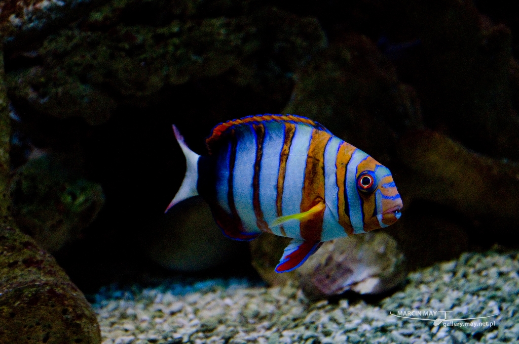 Morsky-svet-Praha-zdj004-DSC_7146