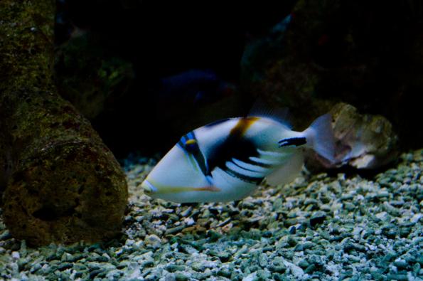 Morsky-svet-Praha-zdj005-DSC_7150