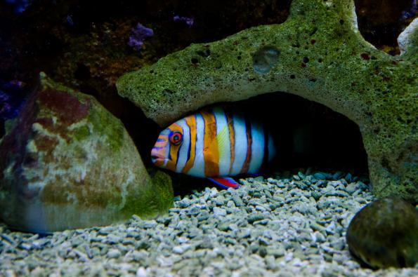 Morsky-svet-Praha-zdj006-DSC_7162