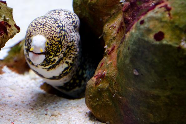 Morsky-svet-Praha-zdj009-DSC_7172