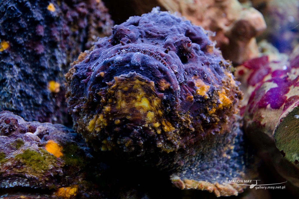 Morsky-svet-Praha-zdj010-DSC_7177