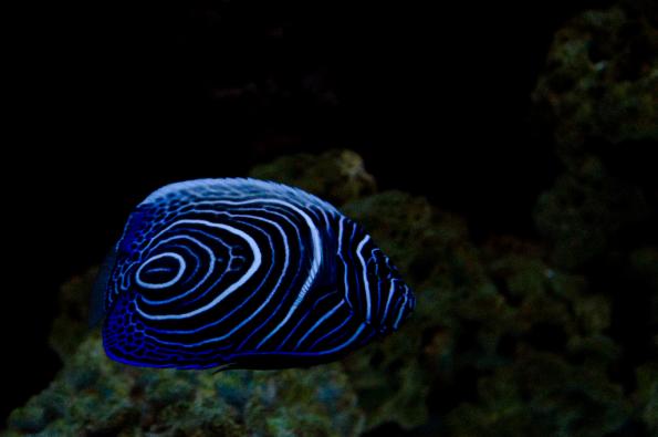 Morsky-svet-Praha-zdj011-DSC_7208