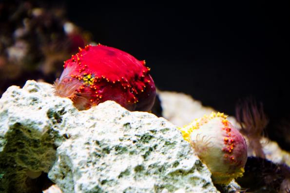 Morsky-svet-Praha-zdj015-DSC_7259