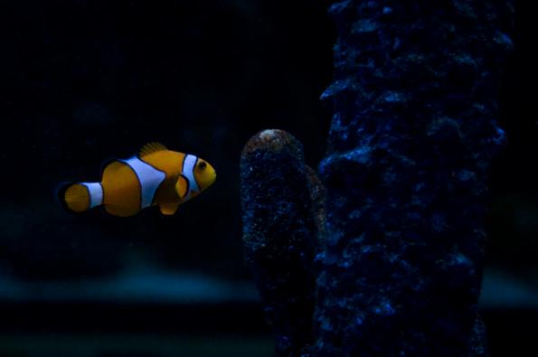 Morsky-svet-Praha-zdj019-DSC_7292