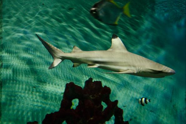 Morsky-svet-Praha-zdj021-DSC_7305