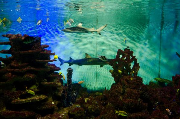 Morsky-svet-Praha-zdj022-DSC_7308