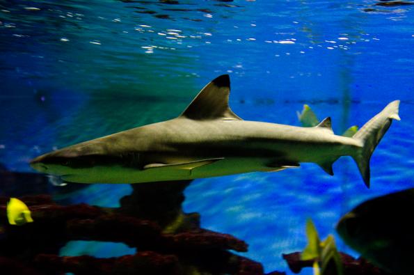 Morsky-svet-Praha-zdj023-DSC_7334