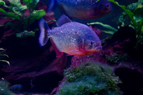 Morsky-svet-Praha-zdj024-DSC_7354