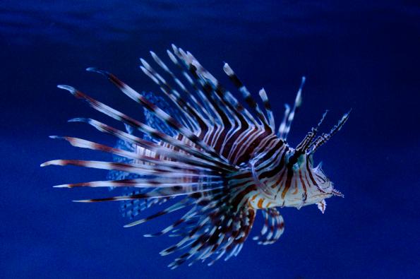 Morski Świat - Praga