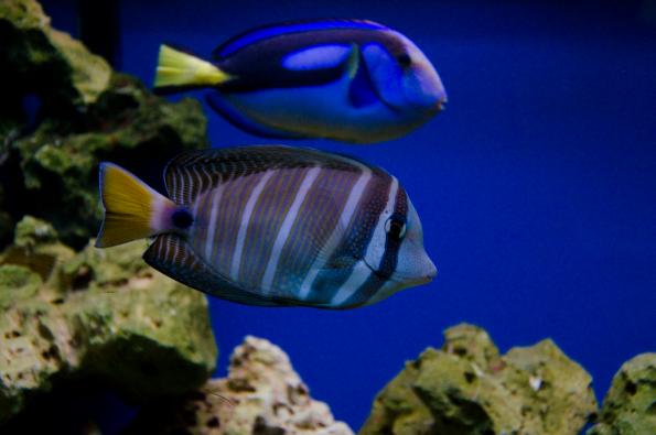 Morsky-svet-Praha-zdj029-DSC_7386