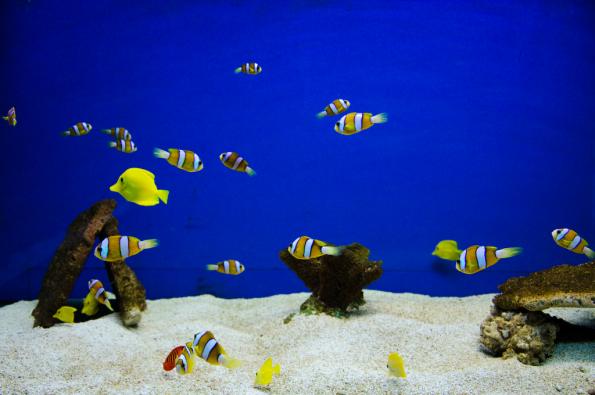 Morsky-svet-Praha-zdj031-DSC_7404