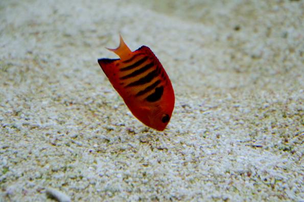 Morsky-svet-Praha-zdj032-DSC_7407