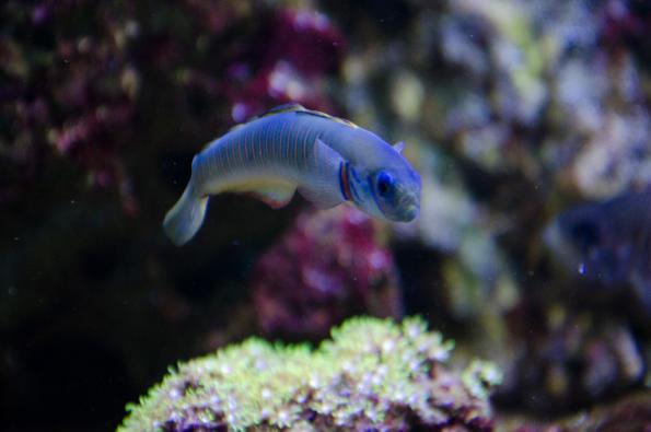 Morsky-svet-Praha-zdj038-DSC_7439