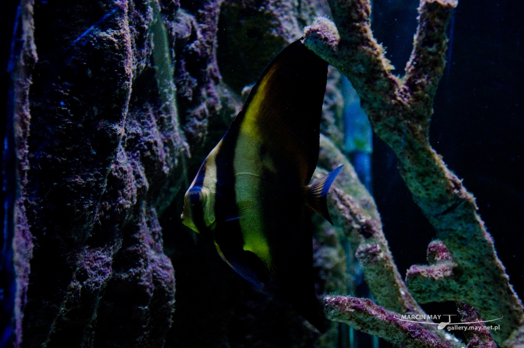 Morsky-svet-Praha-zdj039-DSC_7442