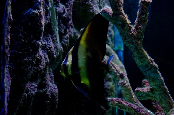 Morsky-svet-Praha-zdj039-DSC_7442