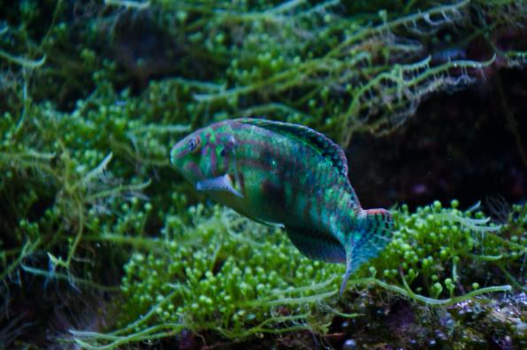 Morsky-svet-Praha-zdj041-DSC_7452