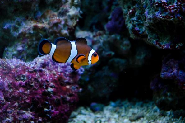 Morsky-svet-Praha-zdj045-DSC_7471