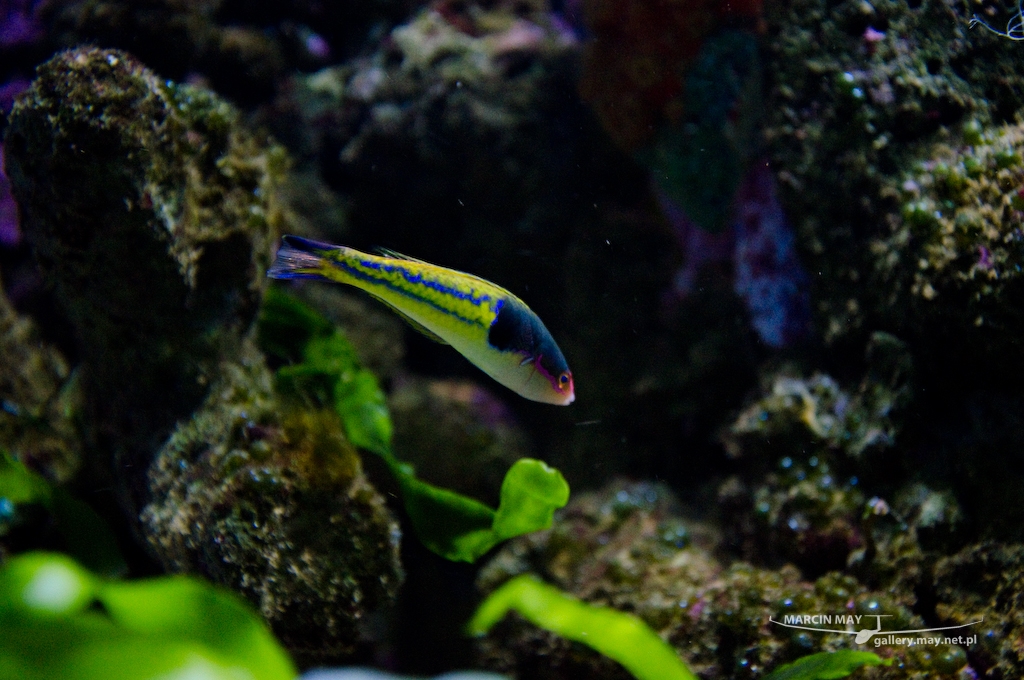 Morsky-svet-Praha-zdj049-DSC_7495