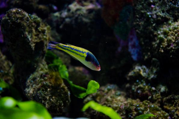 Morsky-svet-Praha-zdj049-DSC_7495