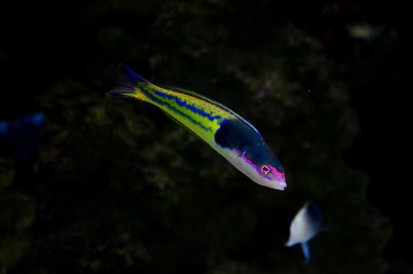 Morsky-svet-Praha-zdj050-DSC_7501