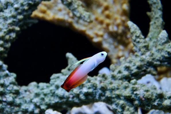 Morsky-svet-Praha-zdj057-DSC_7556