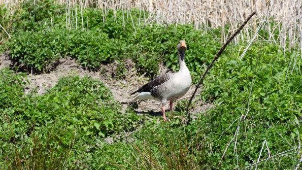 Stawy_Milickie-DSC_3743