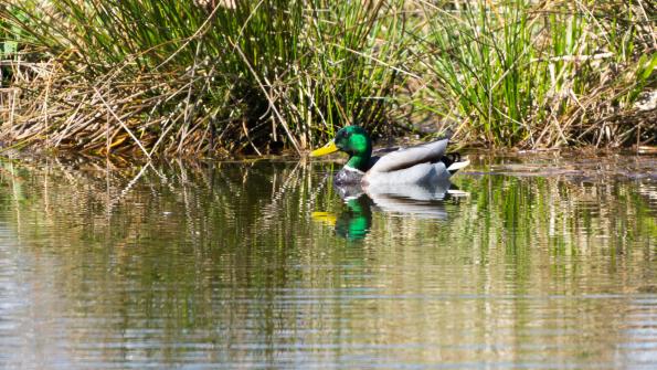 Stawy_Milickie-DSC_3748