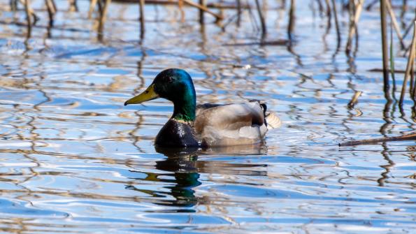 Stawy_Milickie-DSC_3817