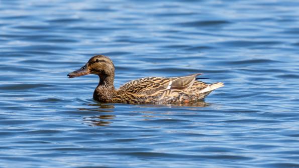 Stawy_Milickie-DSC_3820