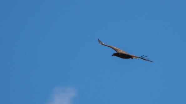 Stawy_Milickie-DSC_3887