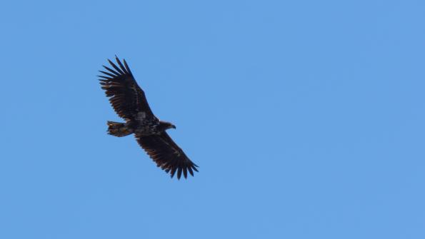 Stawy_Milickie-DSC_3898