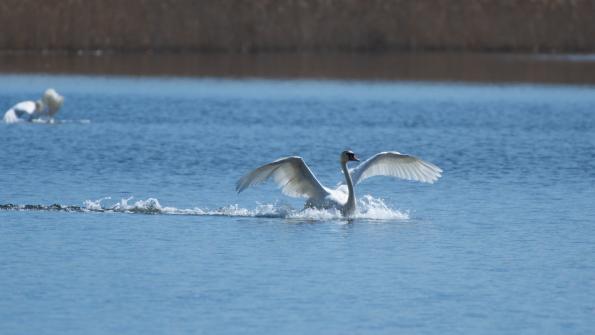 Stawy_Milickie-DSC_3924