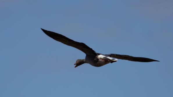 Stawy_Milickie-DSC_3929