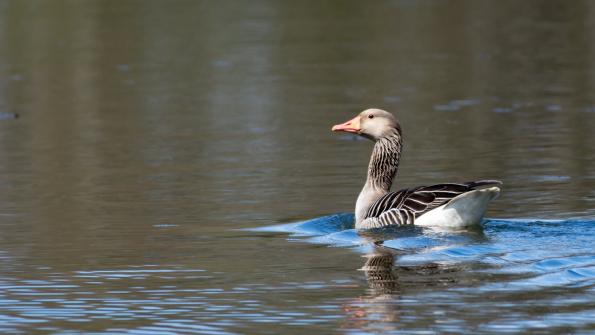 Stawy_Milickie-DSC_3967