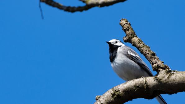 Stawy_Milickie-DSC_4036