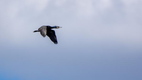 Stawy_Milickie-DSC_4046