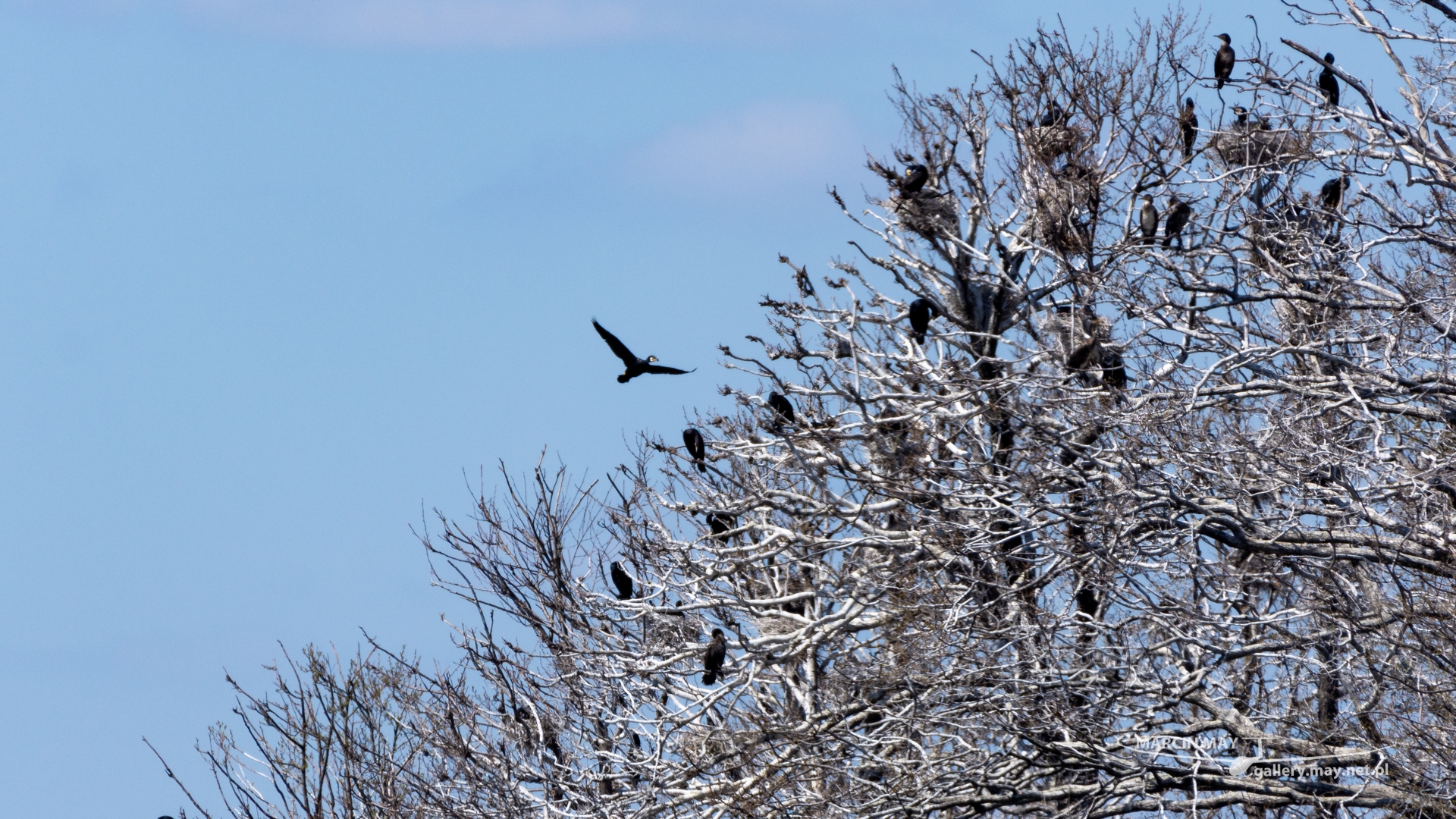 Stawy_Milickie-DSC_4074