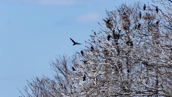 Stawy_Milickie-DSC_4074