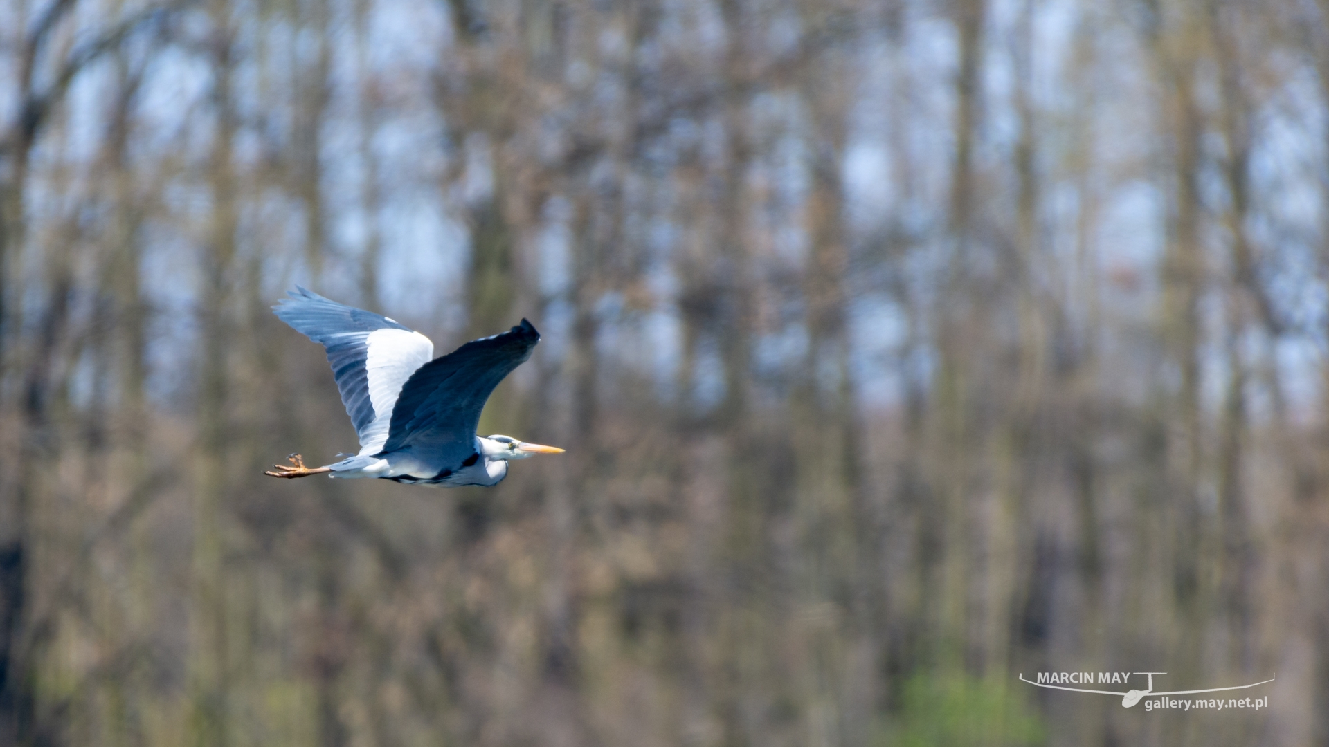 Stawy_Milickie-DSC_4093