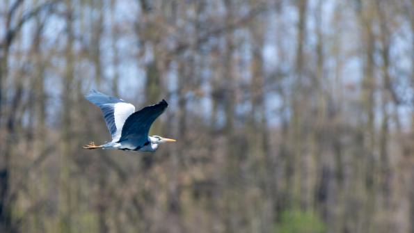 Stawy_Milickie-DSC_4093