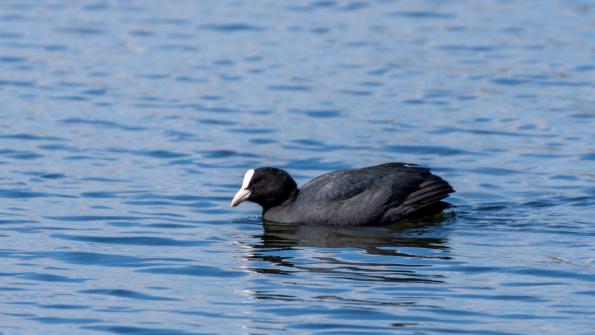 Stawy_Milickie-DSC_4105