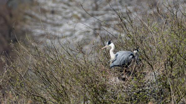 Stawy_Milickie-DSC_4119