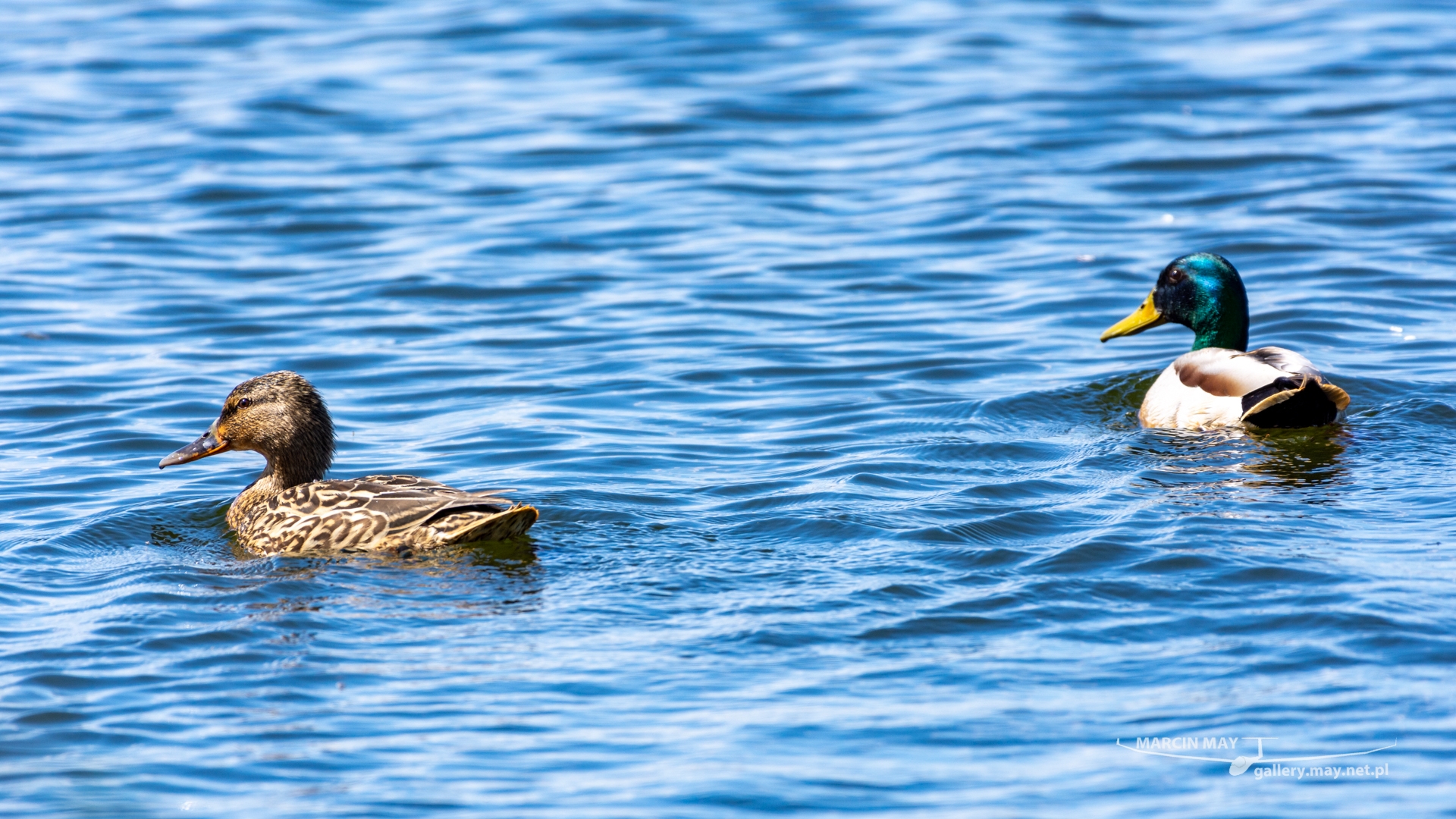 Stawy_Milickie-DSC_4139